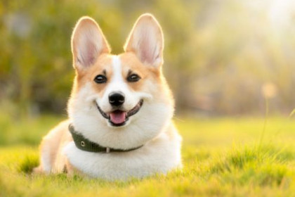 Paws Welcome: Renting with Pets in Budapest